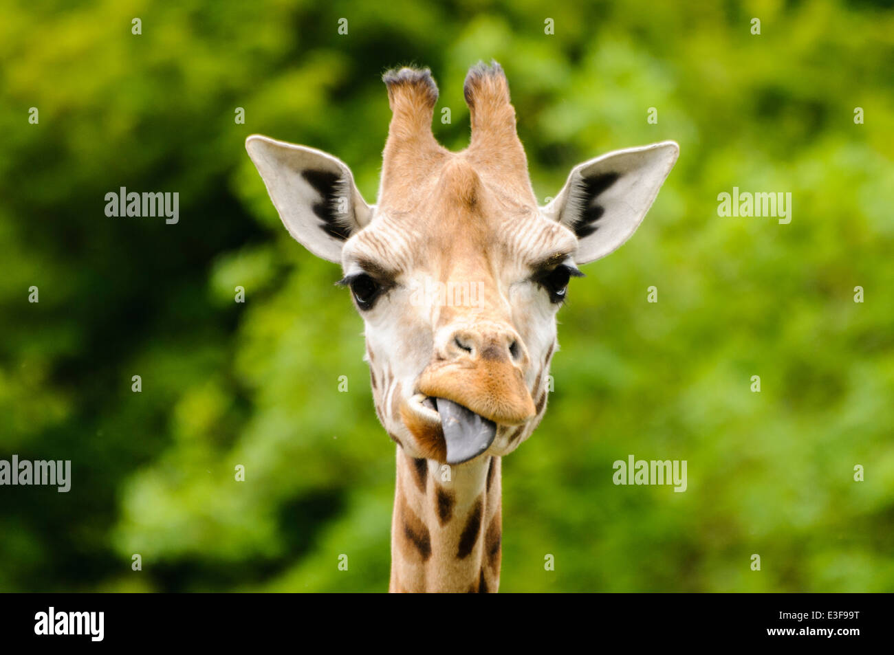 Giraffe (Giraffa camelopardalis) sticking out its blue tongue Stock Photo