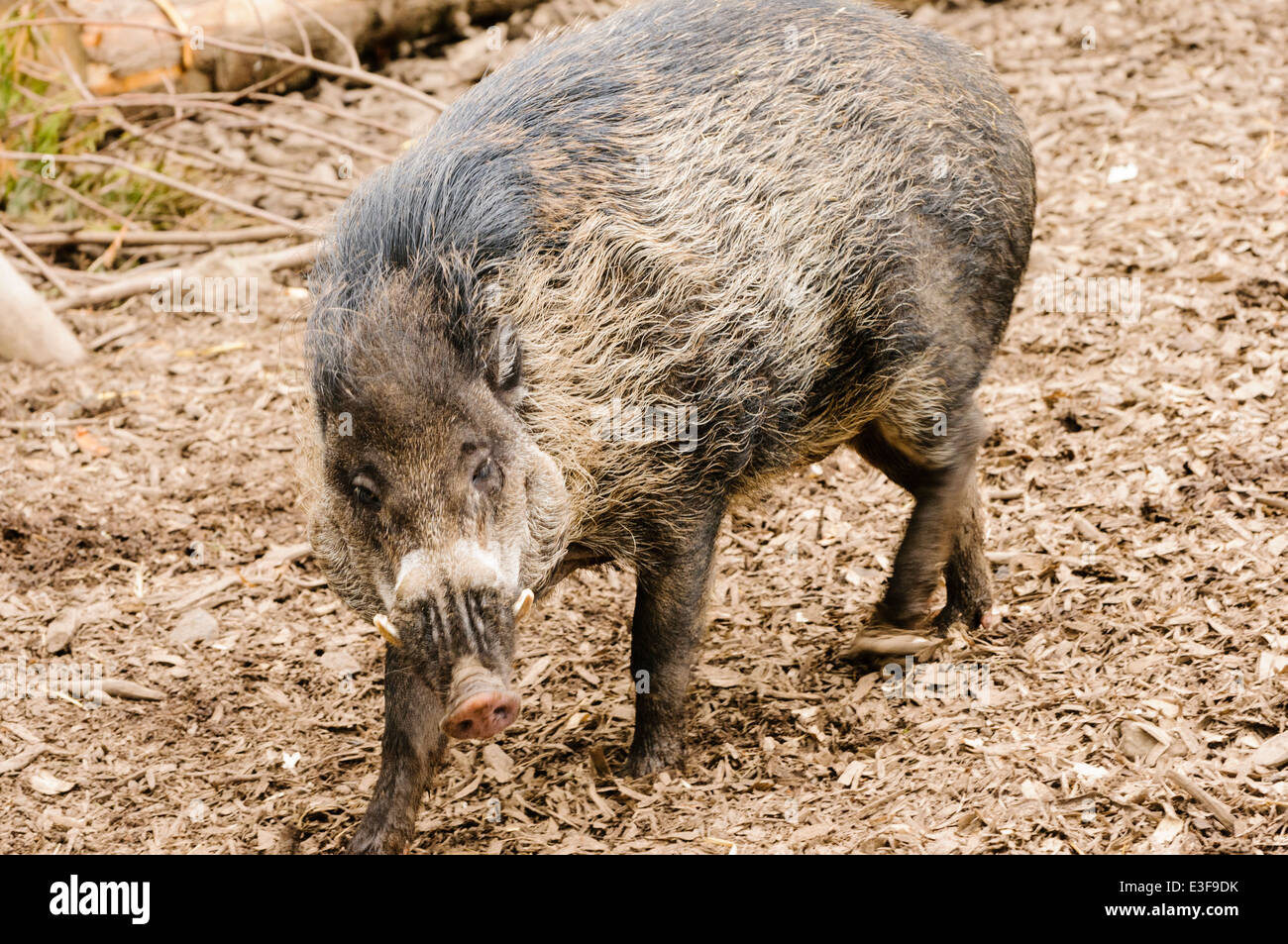 Visayan warty pig (Sus cebifrons Stock Photo Alamy