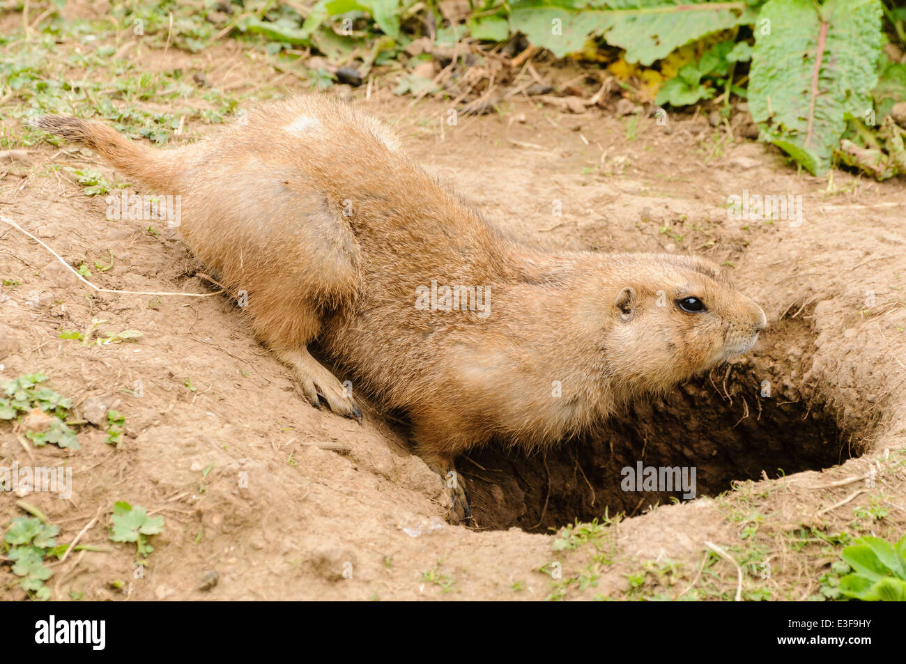 Black tailed prairie dog (Cynomys ludovicianus) going into its burrow Stock Photo