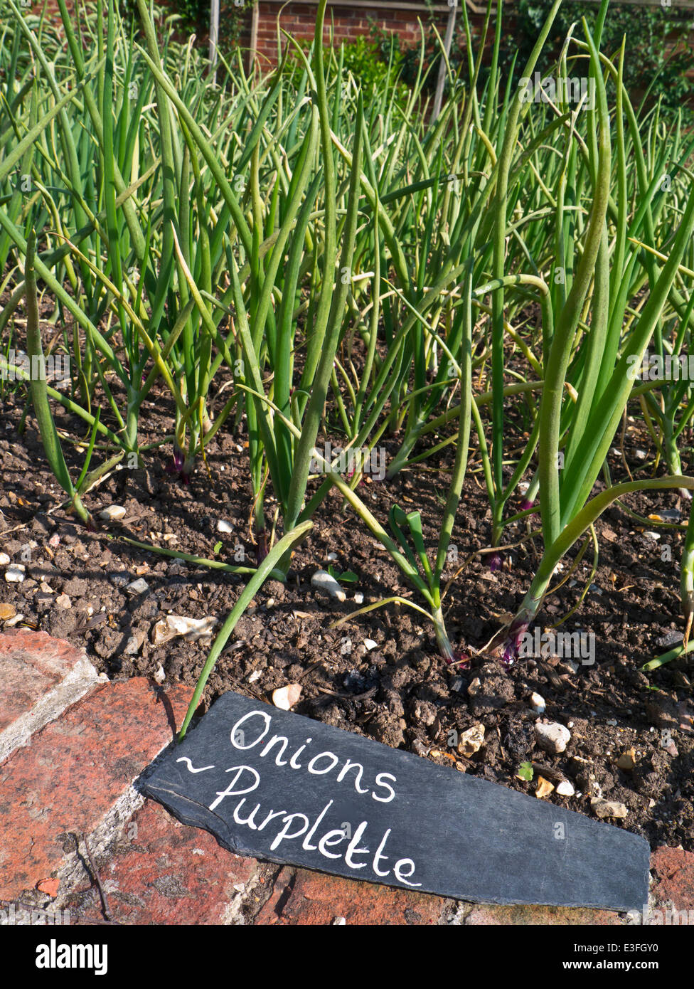 Sweet Purplette Onions growing in a restaurant kitchen garden with slate name identification label Stock Photo