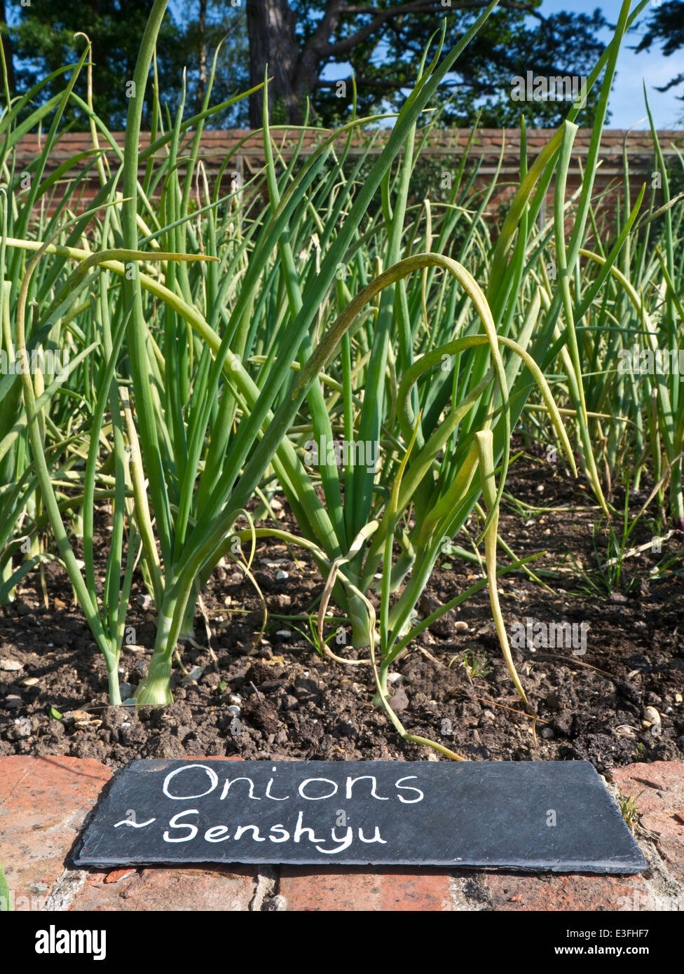 Potager kitchen garden hires stock photography and images Alamy