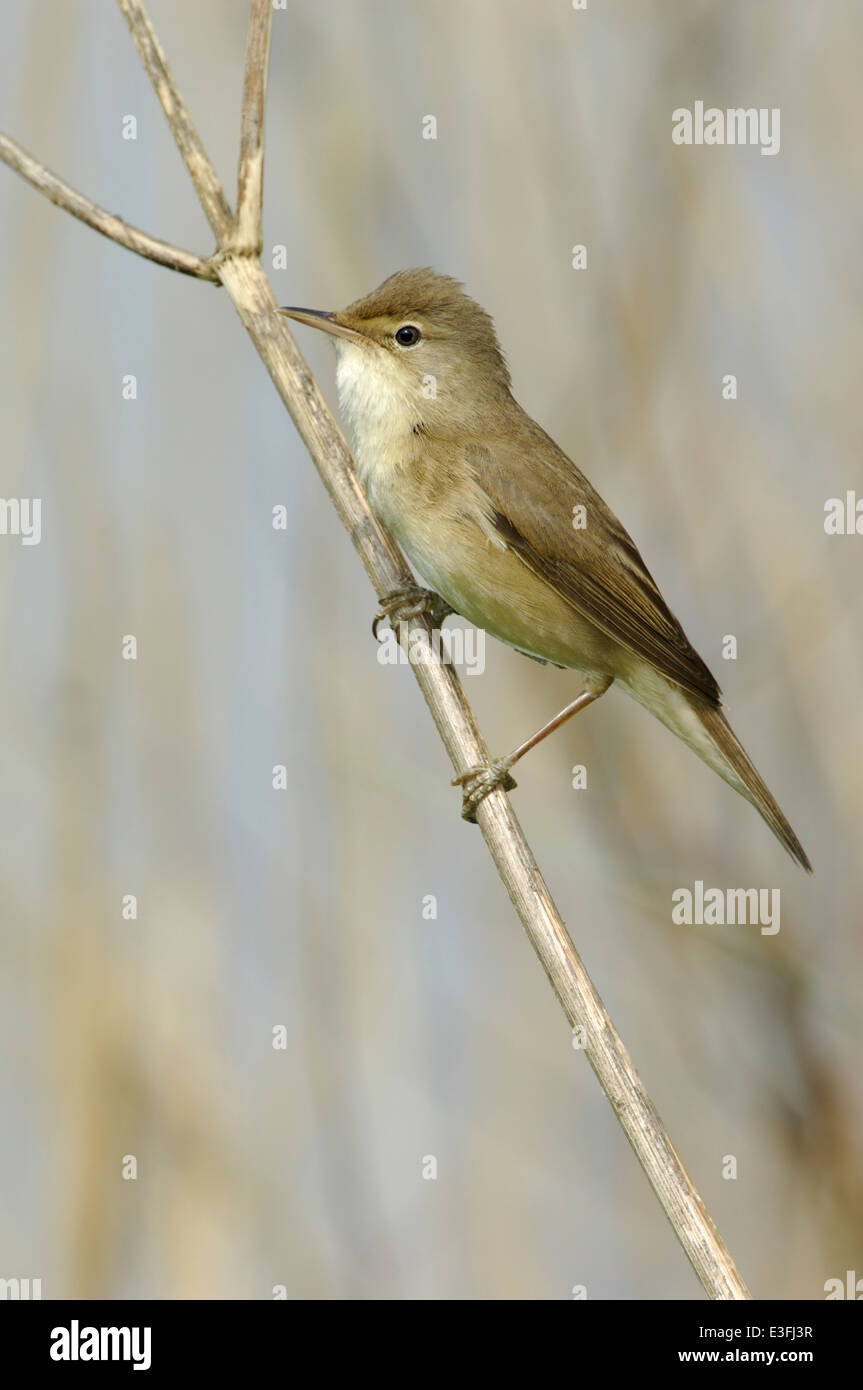 Reed Warbler Acrocephalus scirpaceus Stock Photo