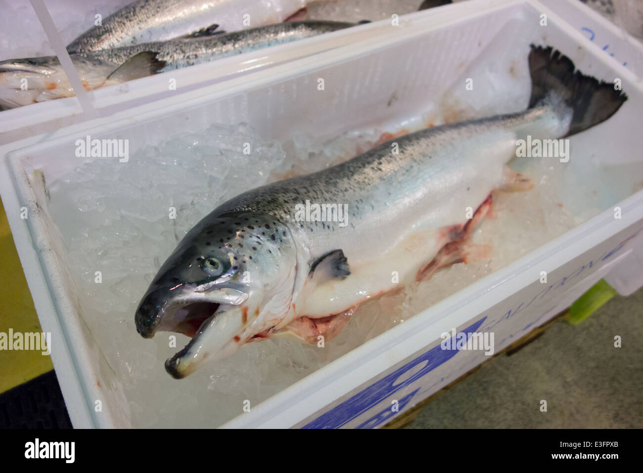 Whole salmon for sale Clearance