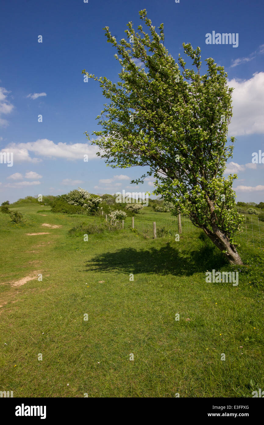 Leckhampton Hill and Charlton Kings Common lie within the Cotswolds