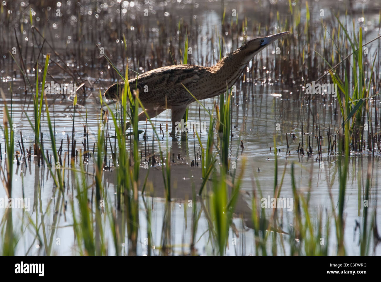 Bittern stepping out across the reed bed looking for food Stock Photo ...