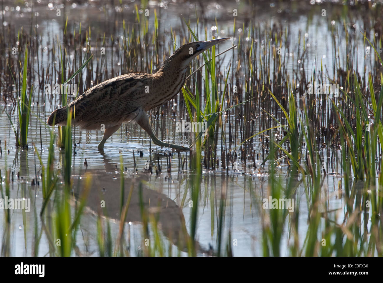 Bittern stepping out across the reed bed looking for food Stock Photo ...