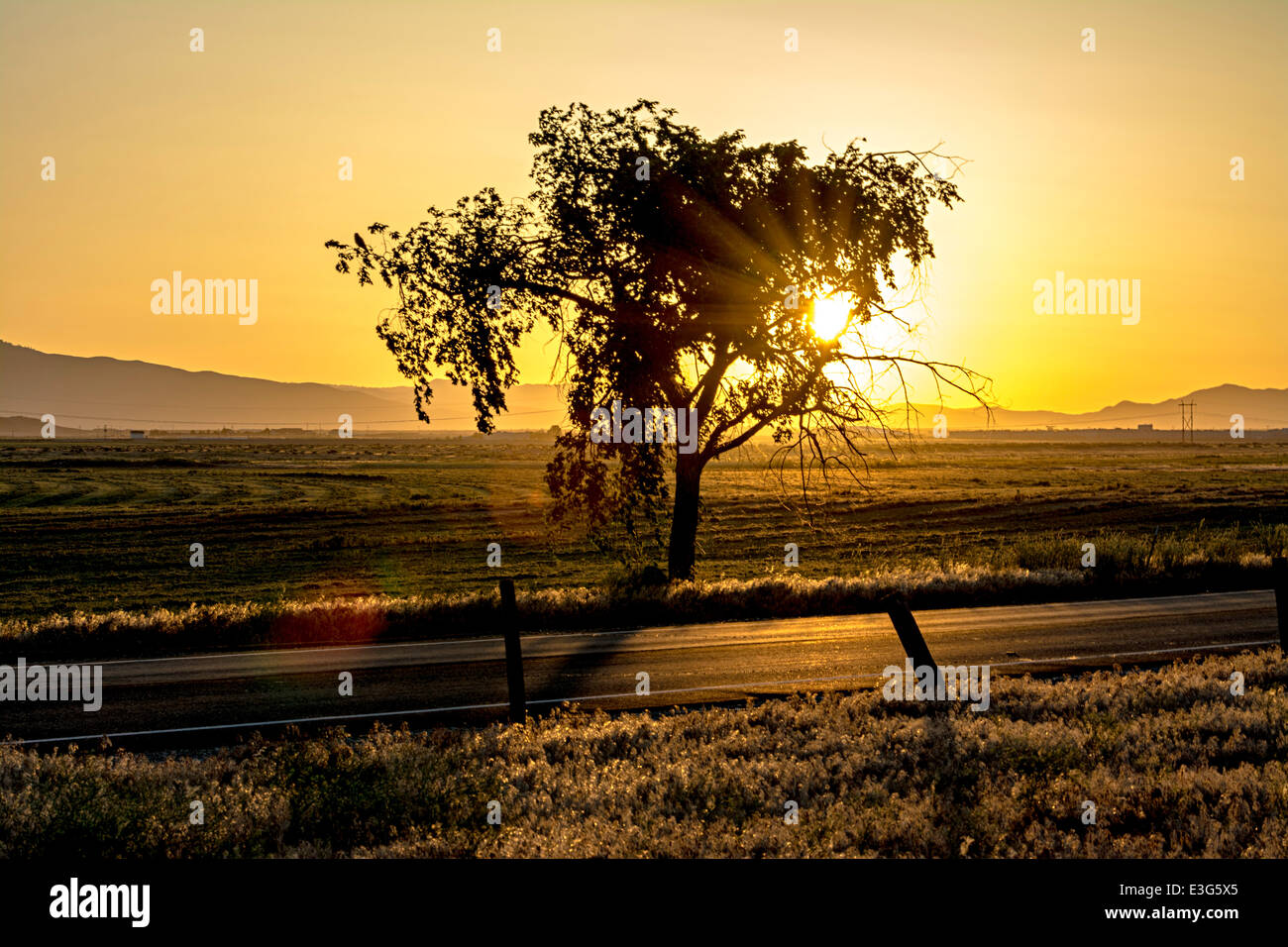 Orange sky with a tree farm field Stock Photo