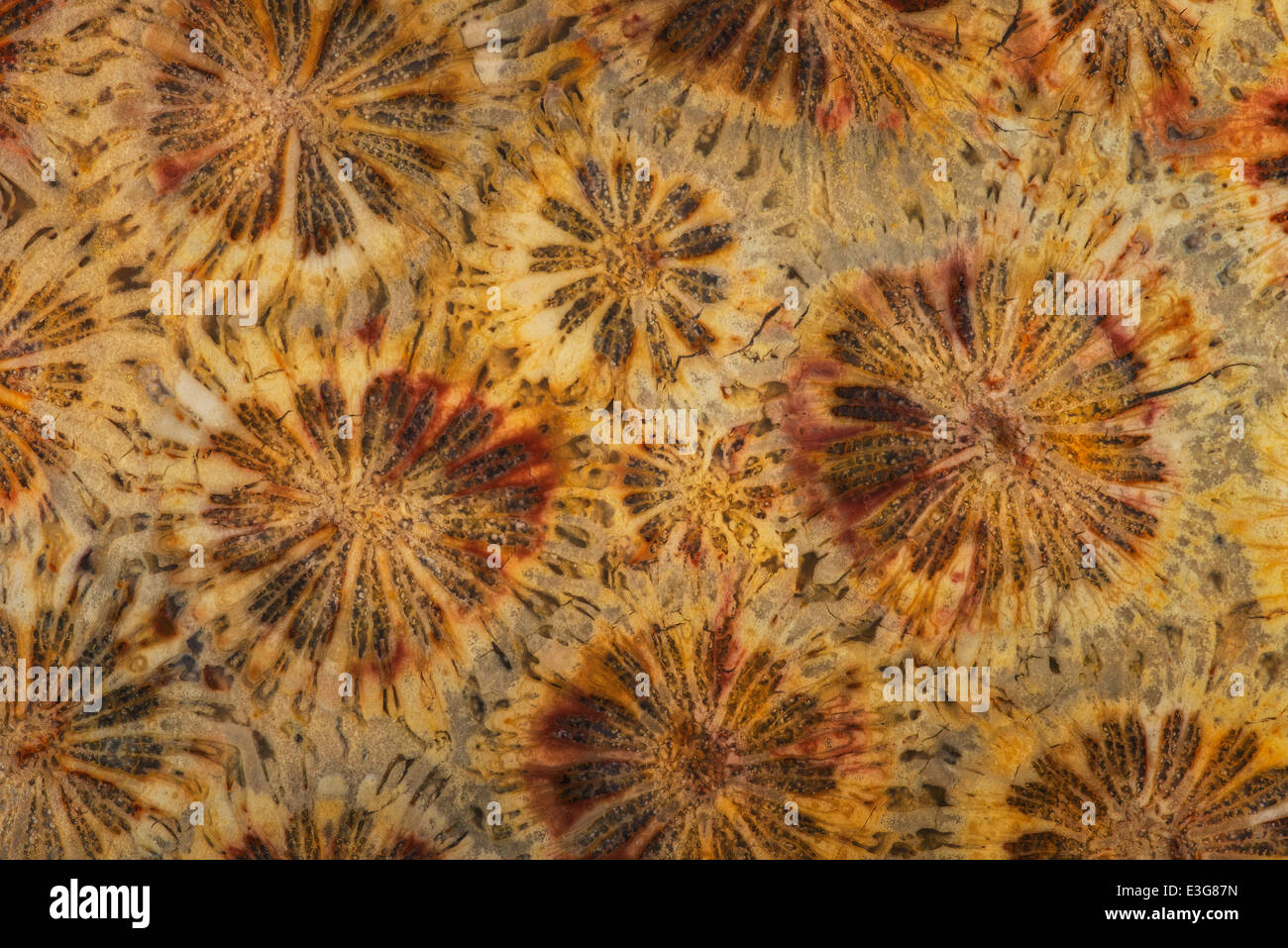 Fossilized Coral Stock Photo
