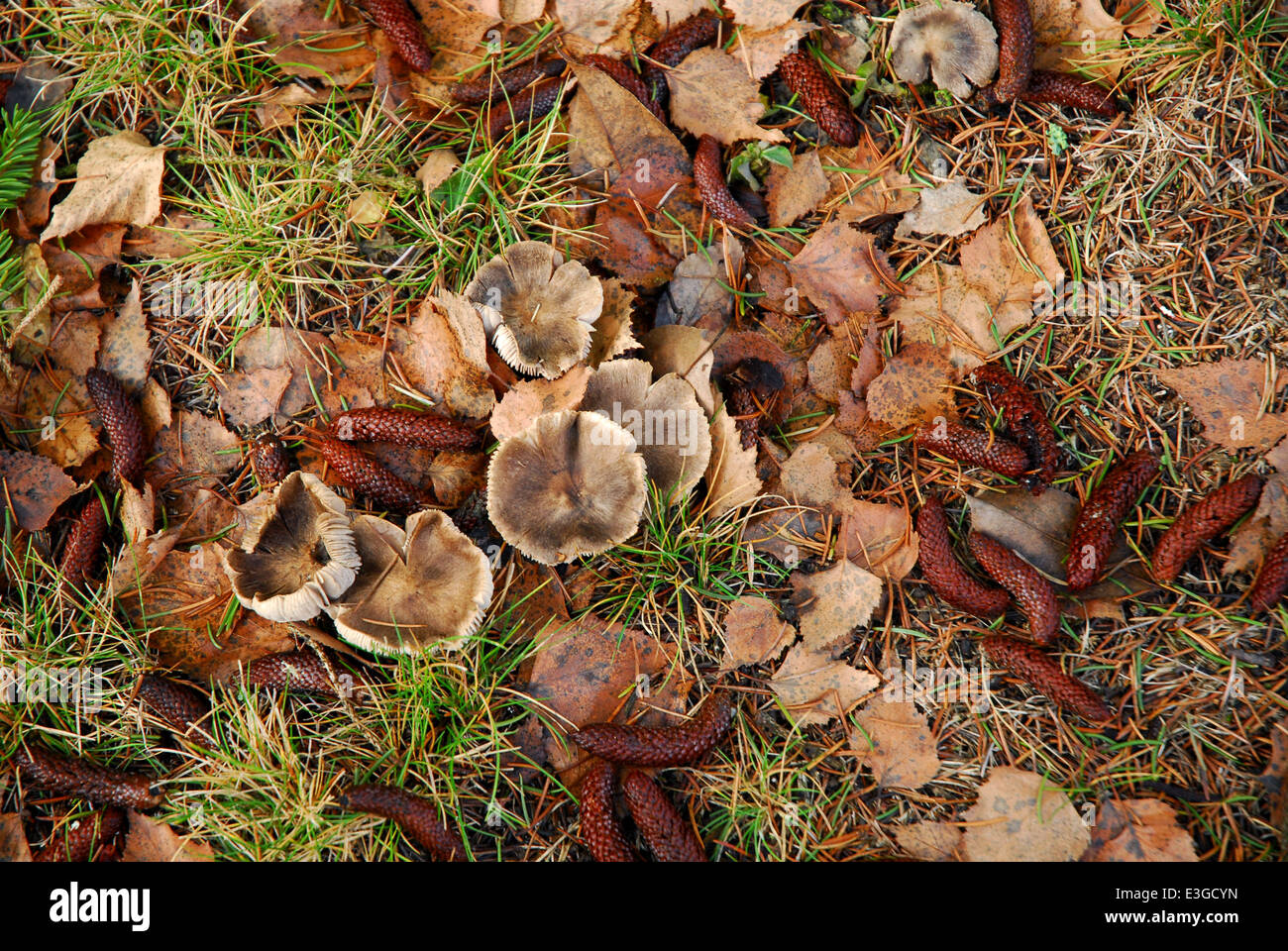 Mushrooms scattered on the ground with fallen leaves Stock Photo