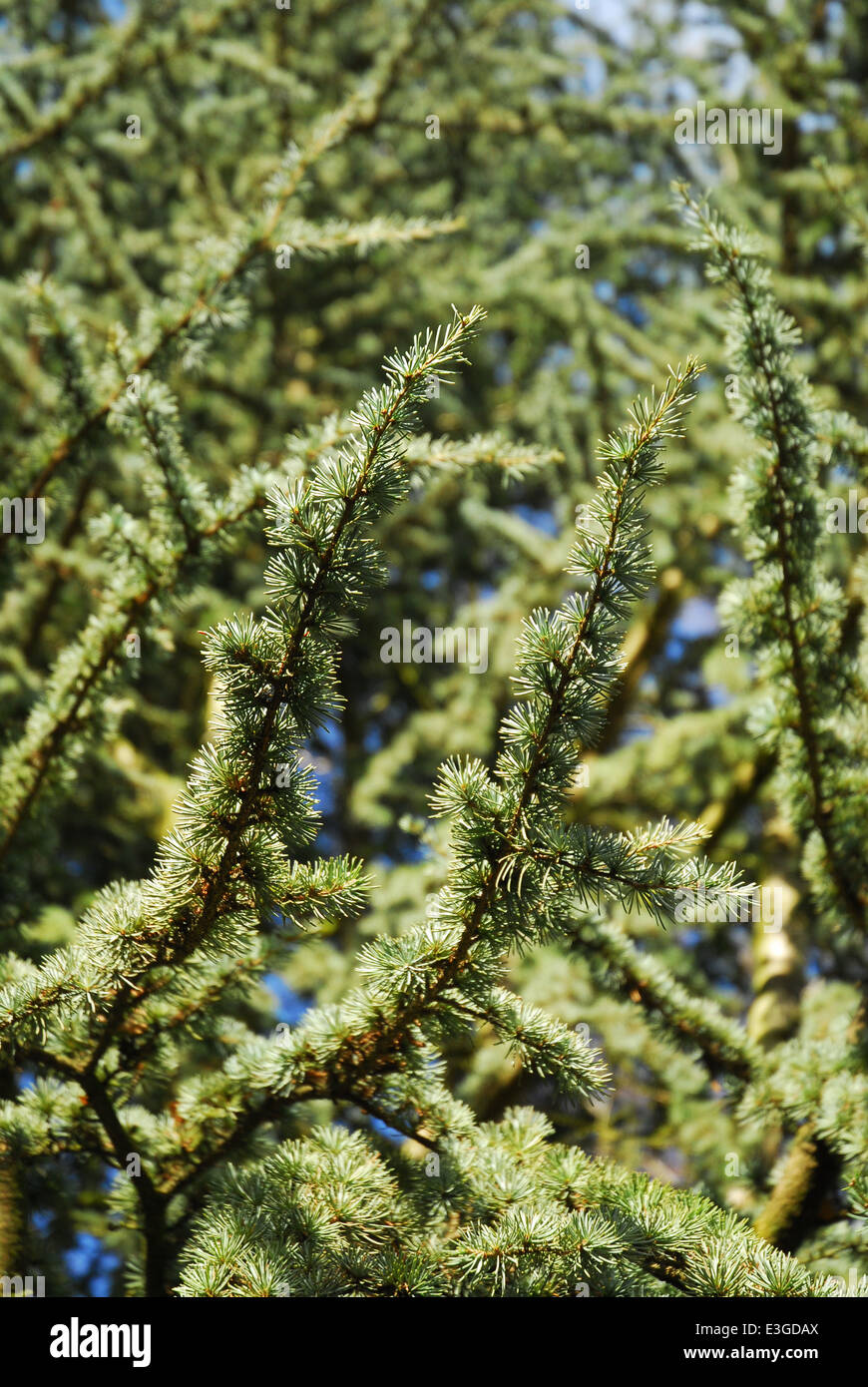 Larix hedge hi-res stock photography and images - Alamy