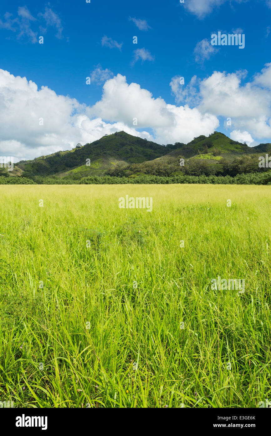 Field with mountains in the background at the Ka Lae O Kahonu ...