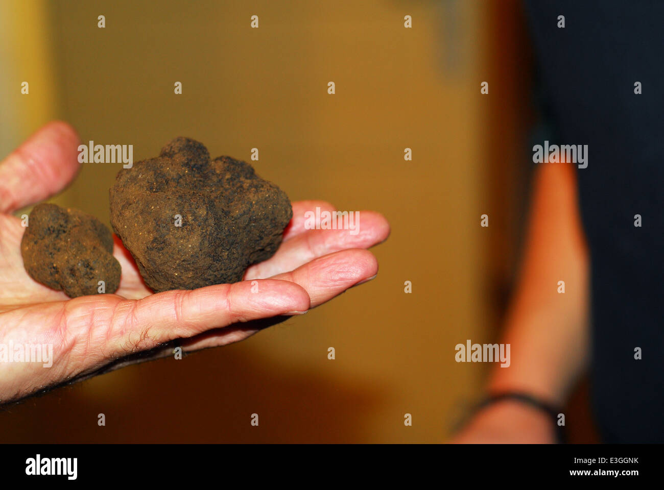 A person displaying two black truffles Stock Photo