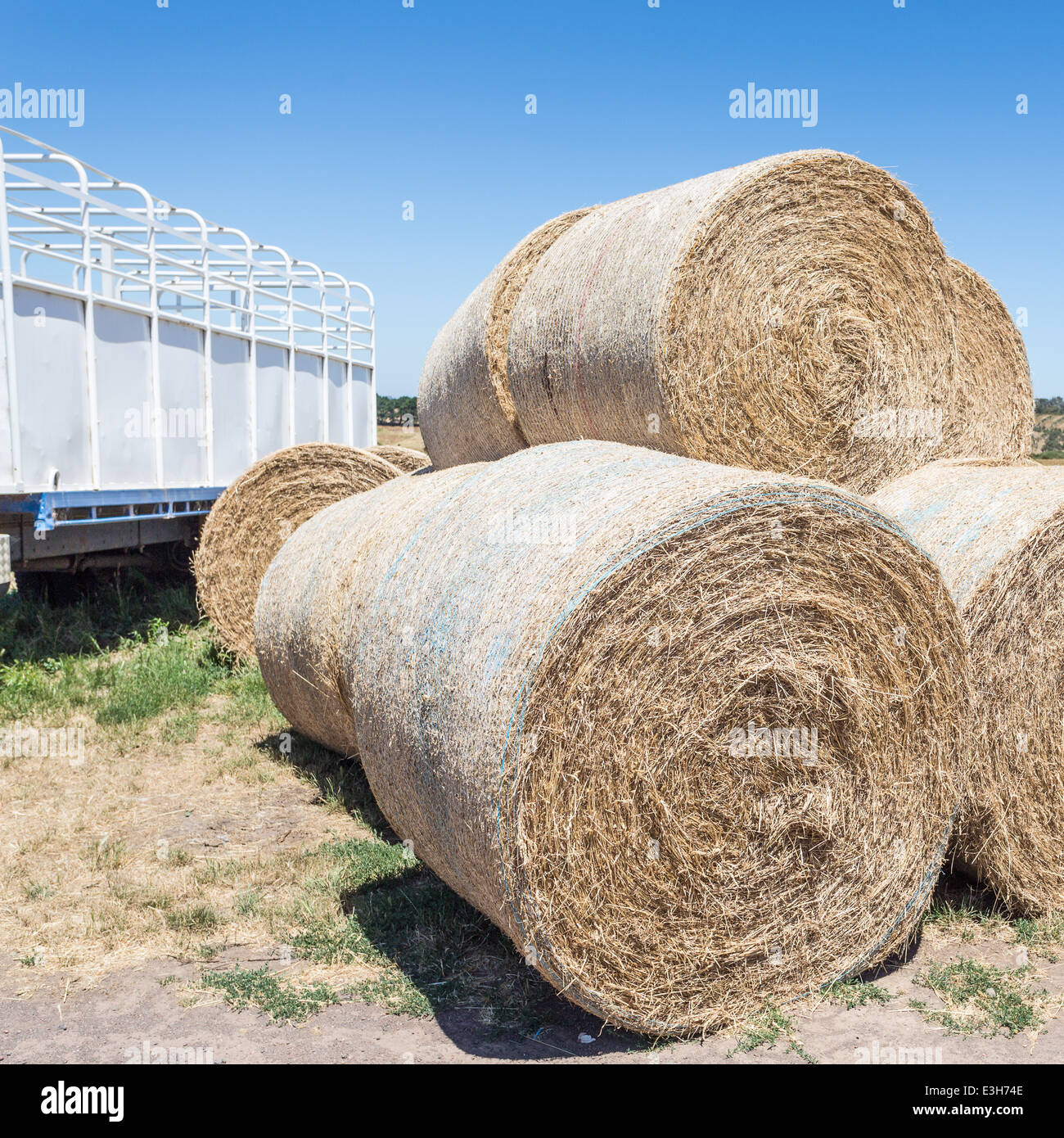 Round hay bales hayrolls Stock Photo Alamy