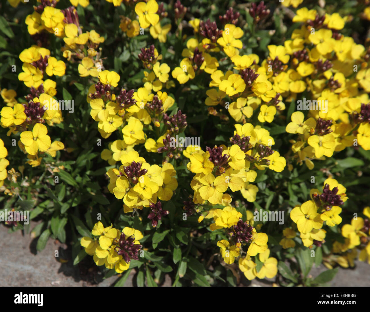Erysimum 'Moonlight' close up of flowers Stock Photo