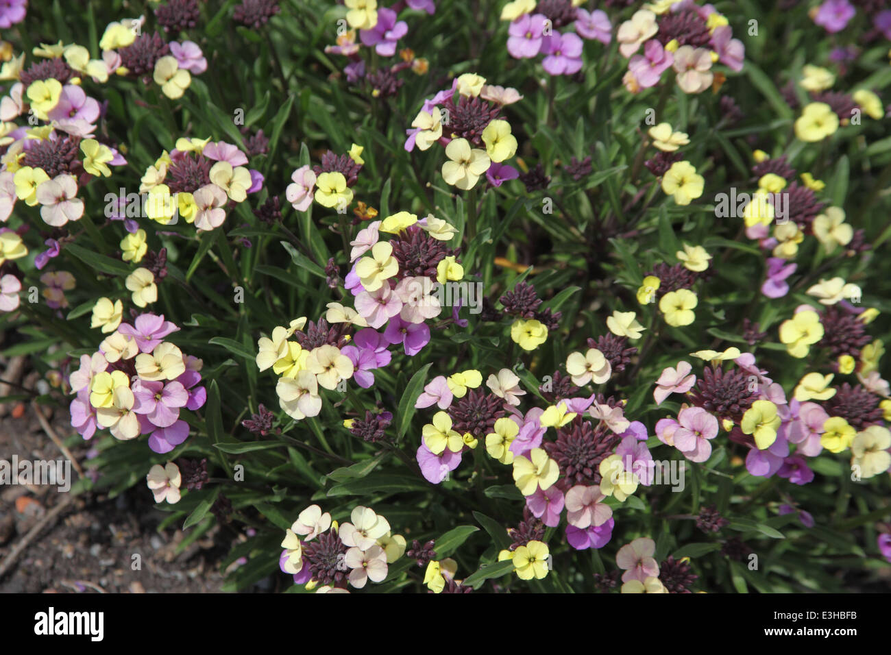 Erysimum 'Plant World Lemon' plants in flower Stock Photo
