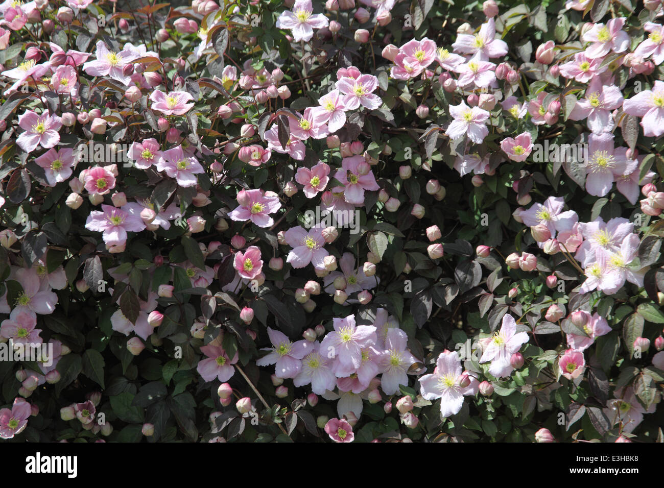 Clematis montana var Rubens 'Mayleen' plant in flower Stock Photo