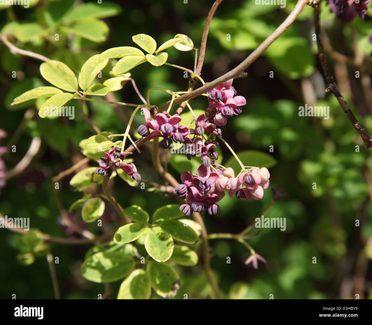 Akebia quinata flowers hi-res stock photography and images - Alamy