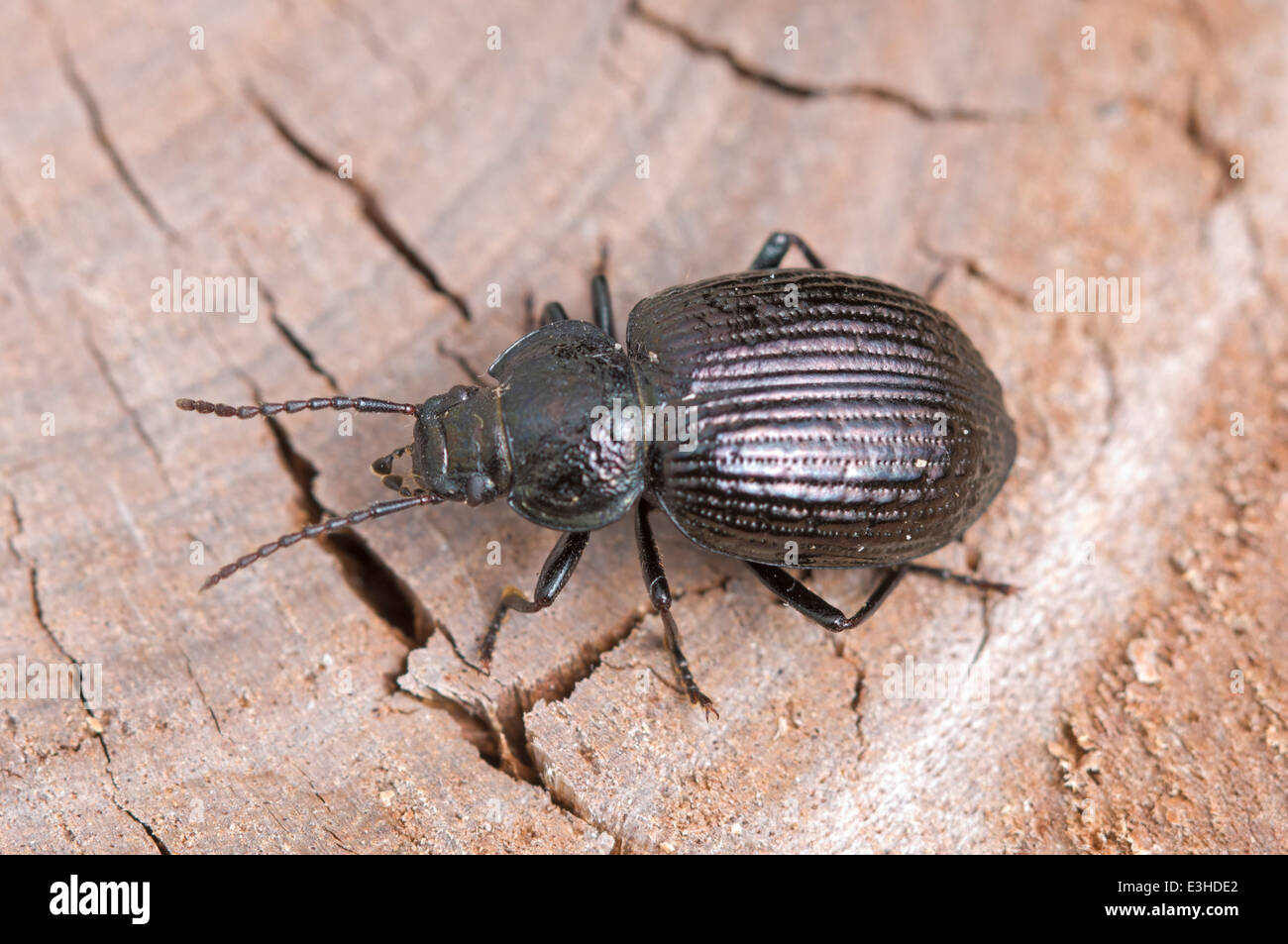 Australian wood beetle Stock Photo Alamy