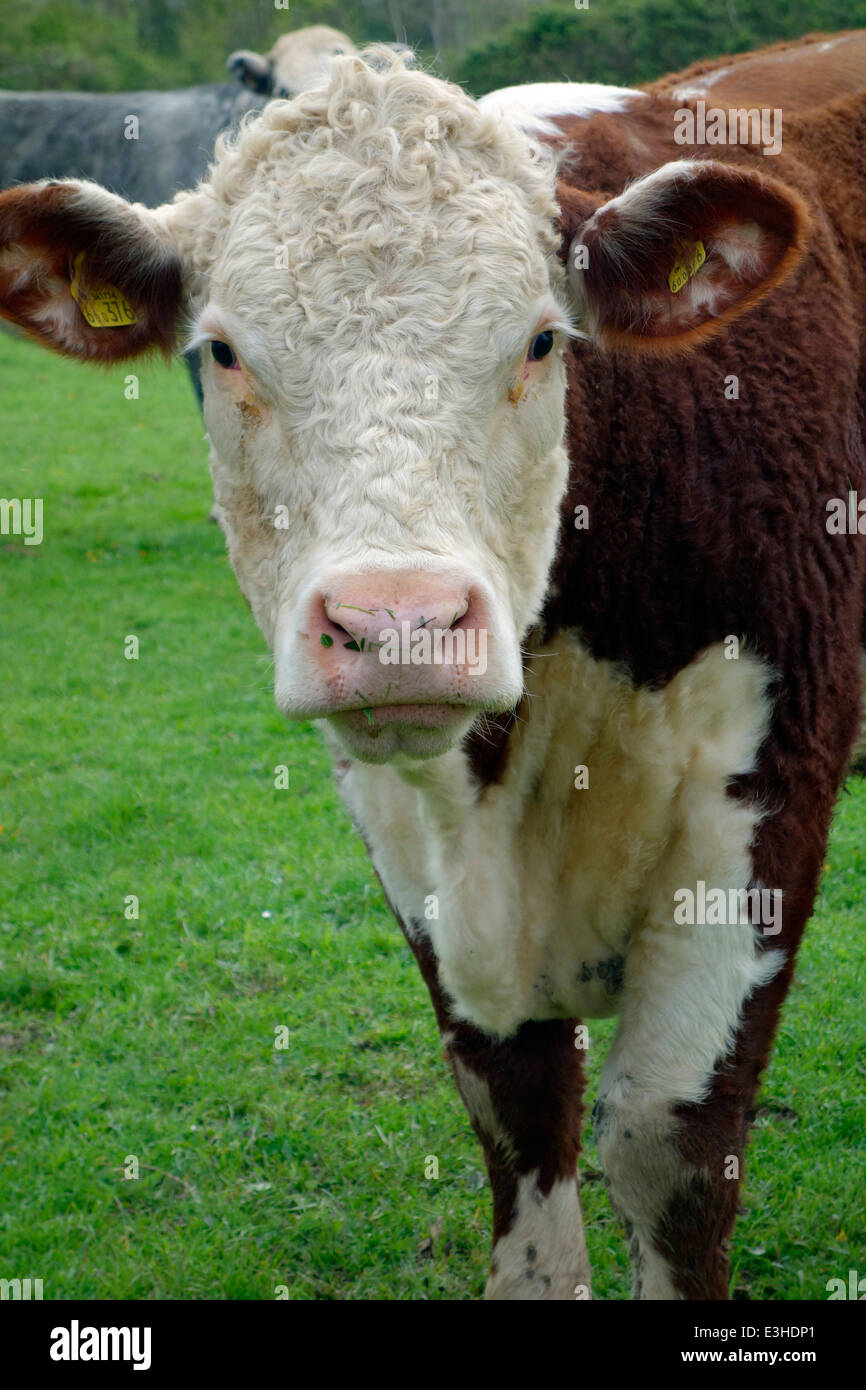Pregnant in Calf Hereford heifers young beef cattle Stock Photo Alamy