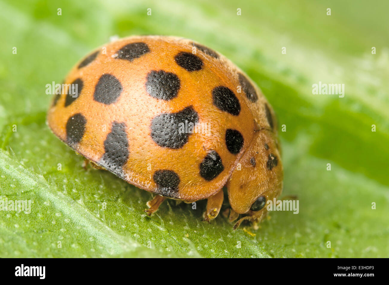 Australia Insect Macro Ladybug High Resolution Stock Photography and Images  - Alamy