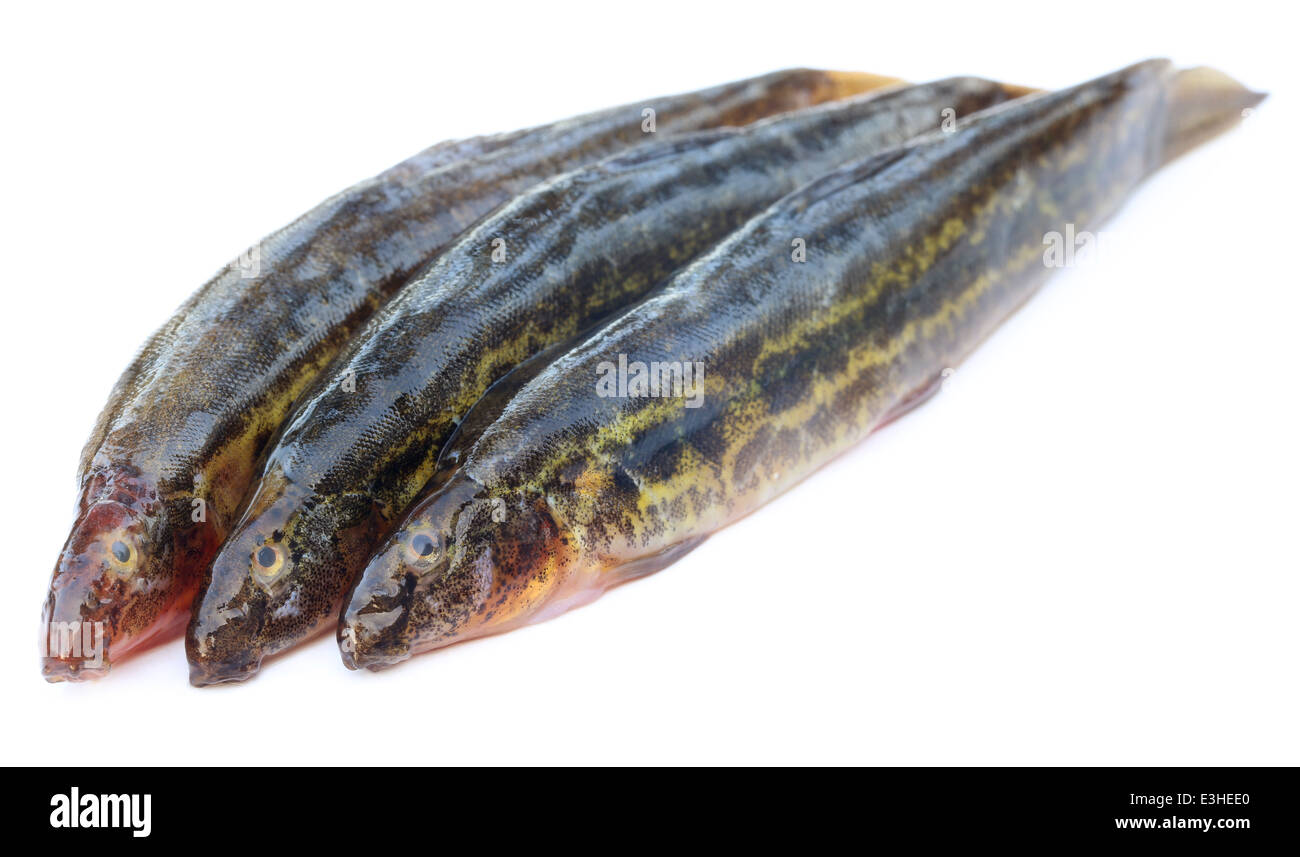 Annaldale Loach or gutum fish of Bangladesh over white background Stock Photo