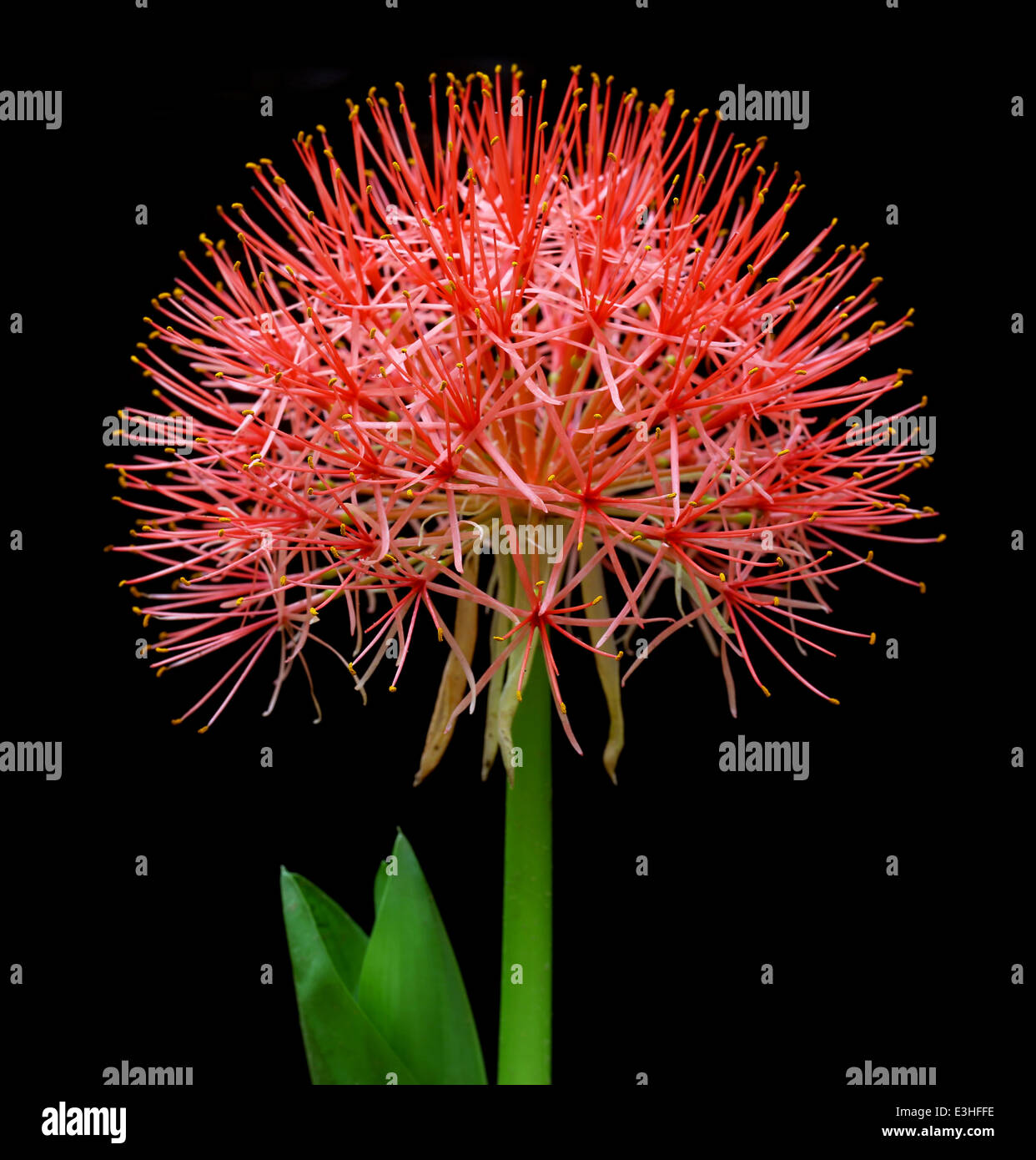 Fireball lily over Black background Stock Photo