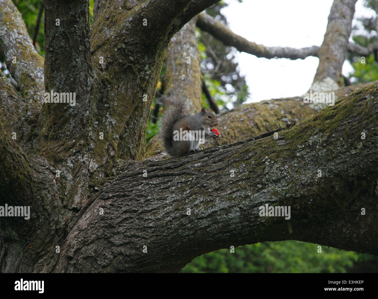 Sciurus carolinensis Grey squirrel eating strawberry in tree Stock