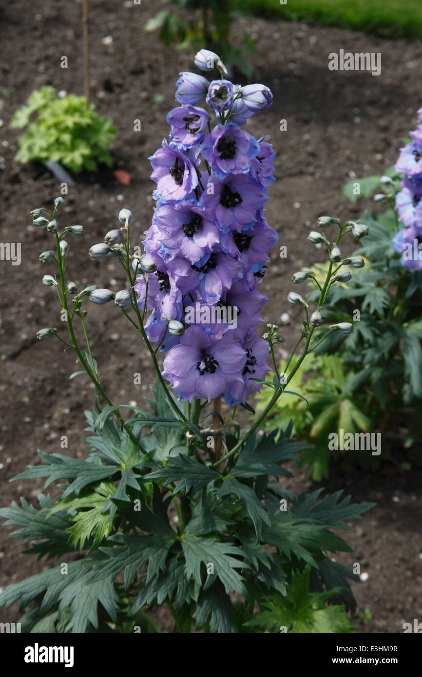 Delphinium 'Conspicuous' plant in flower Stock Photo