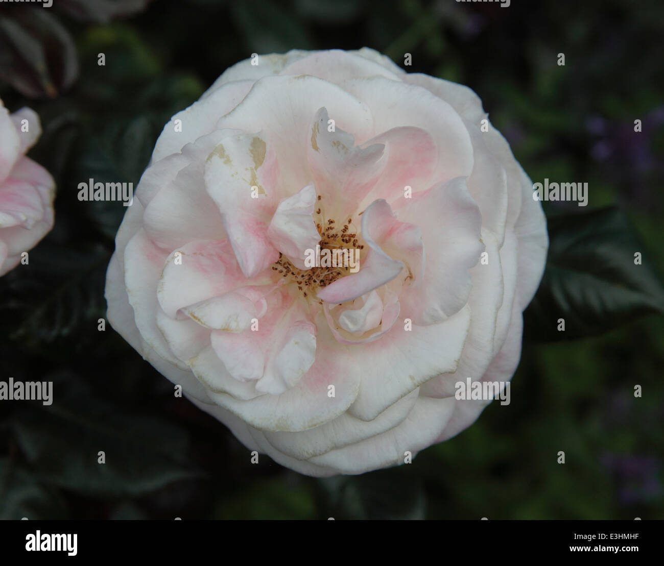 Rosa english miss hi-res stock photography and images - Alamy