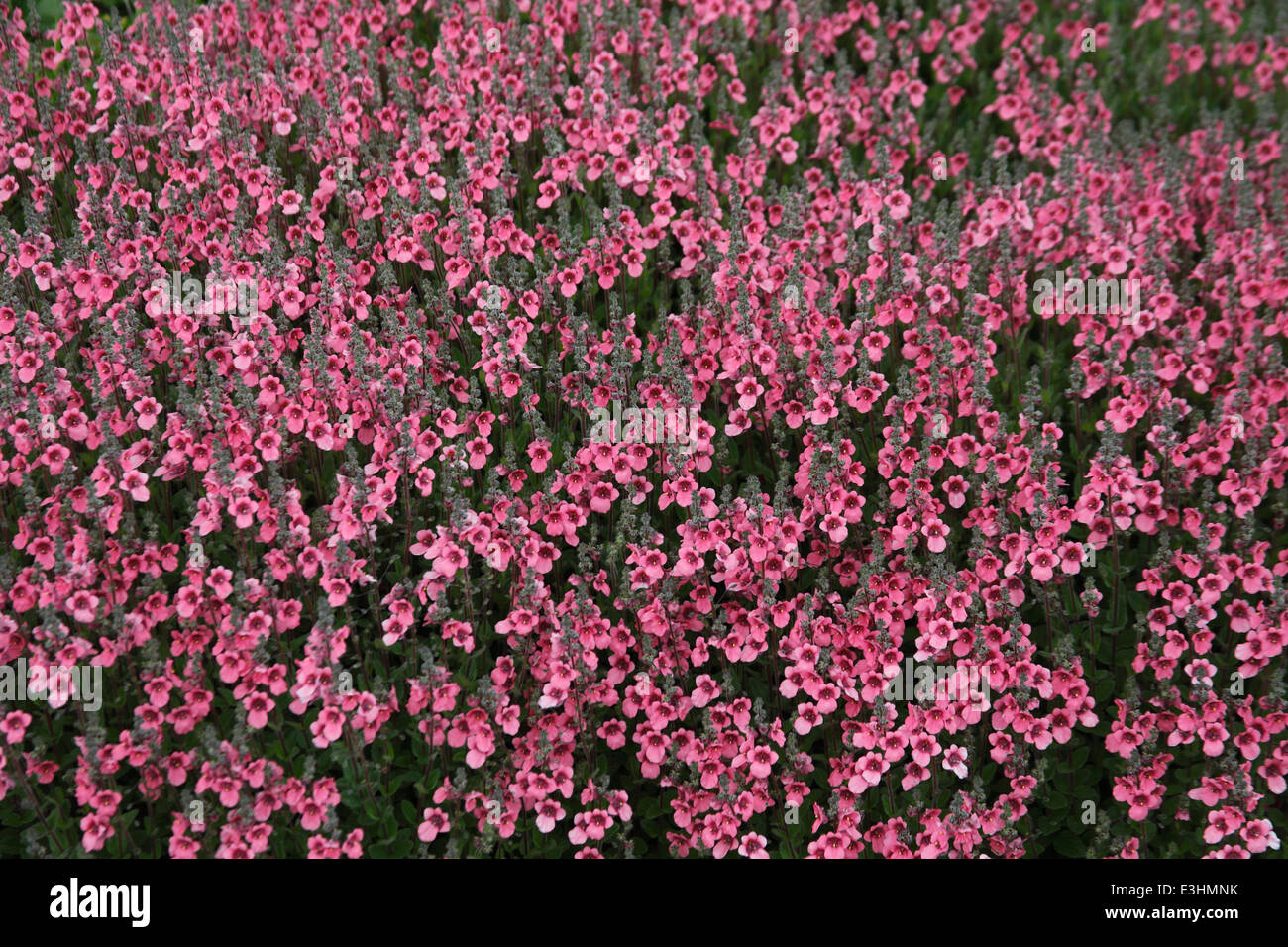 Diascia fetcaniensis 'Daydream' plants in flower Stock Photo