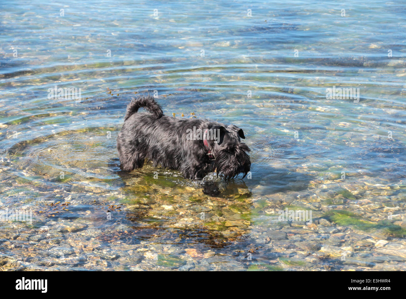 Black miniature schnauzer paddling in shallow water on cobbles(1of3