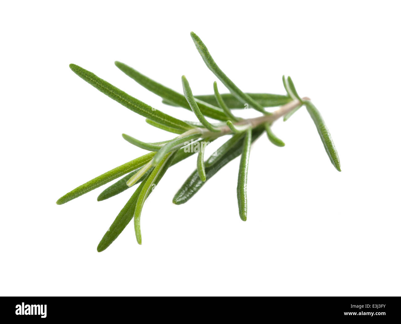 fresh rosemary sprig isolated on white background Stock Photo - Alamy
