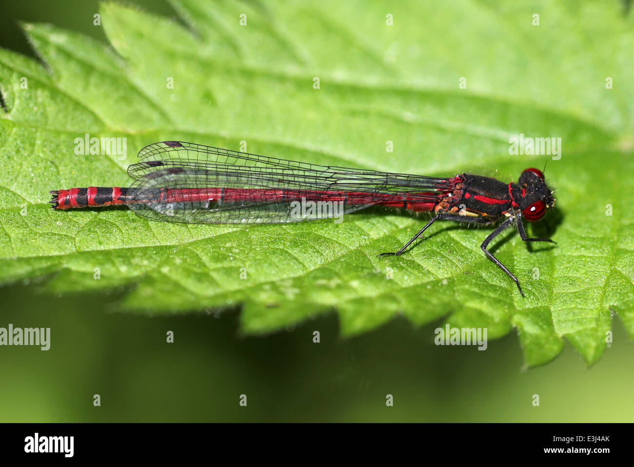 Large Red Damselfly Pyrrhosoma nymphula Perched On A Leaf Stock Photo