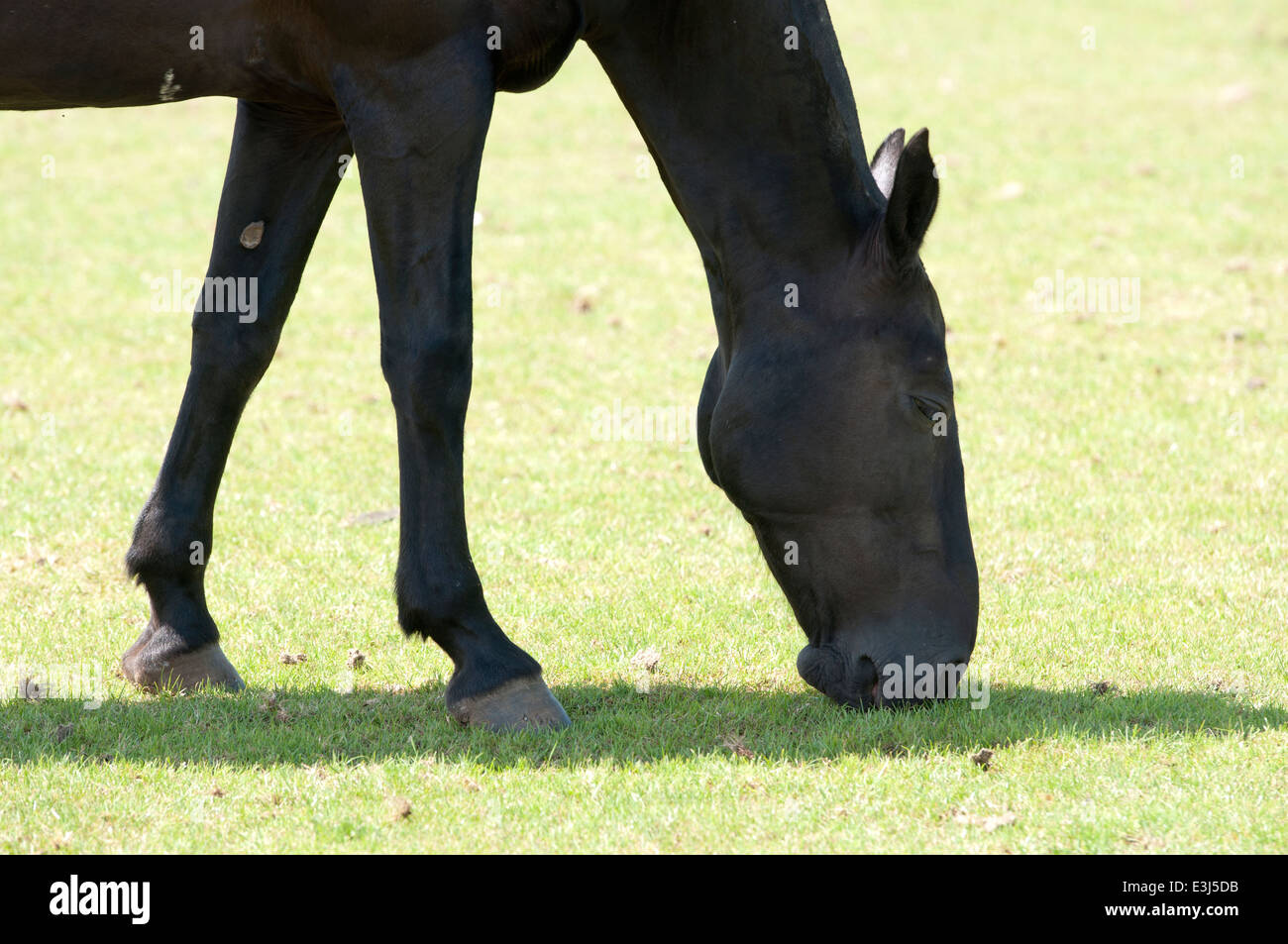 A polo pony grazing Stock Photo