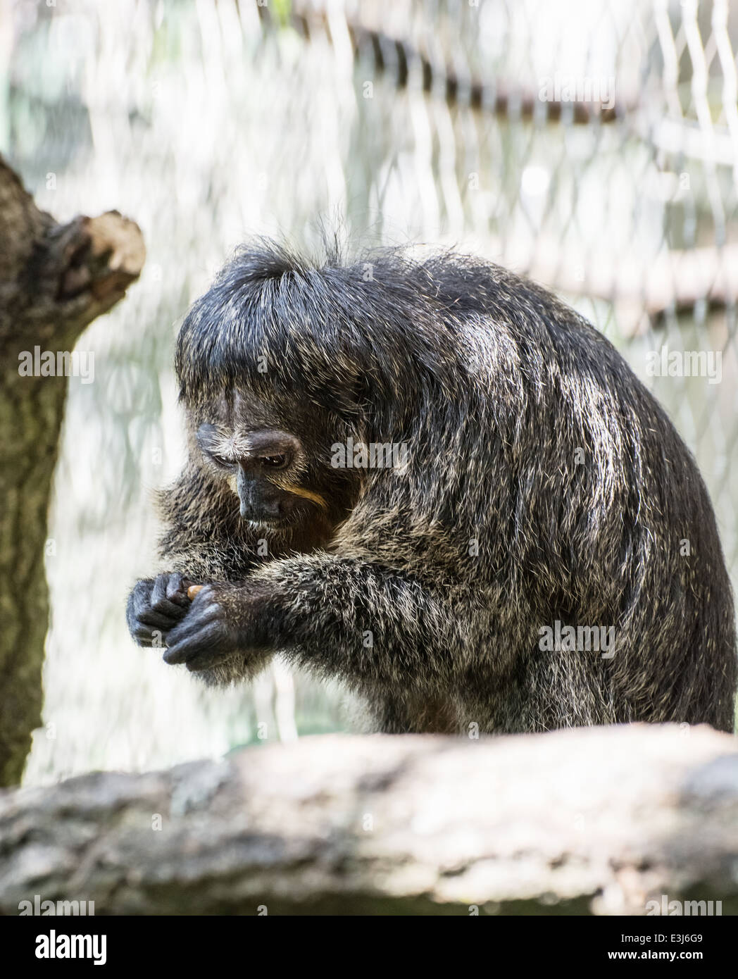Portrait of a Blackmantled tamarin (Saguinus nigricollis graellsi