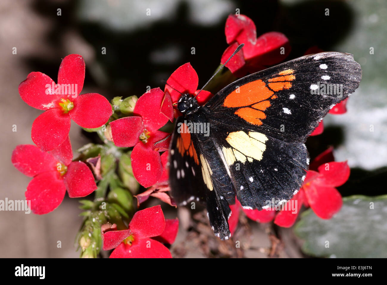 New World tropical Gaudy Checkerspot or Gaudy Patch butterfly (Chlosyne gaudialis) Stock Photo