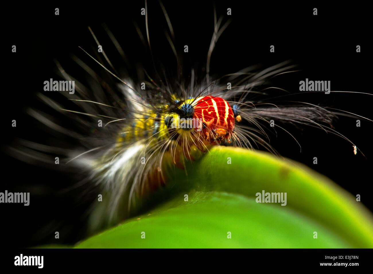 Hairy Caterpillar Macleod Island Myeik (Mergui) Archipelago Myanmar Burma Stock Photo