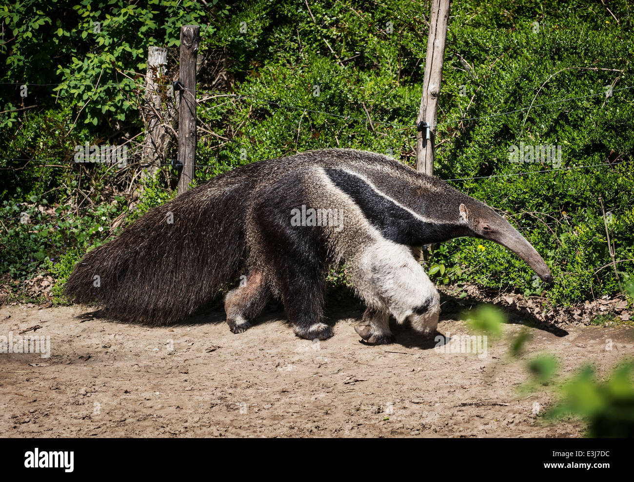 Giant anteater (Myrmecophaga tridactyla) and electric fence. Stock Photo