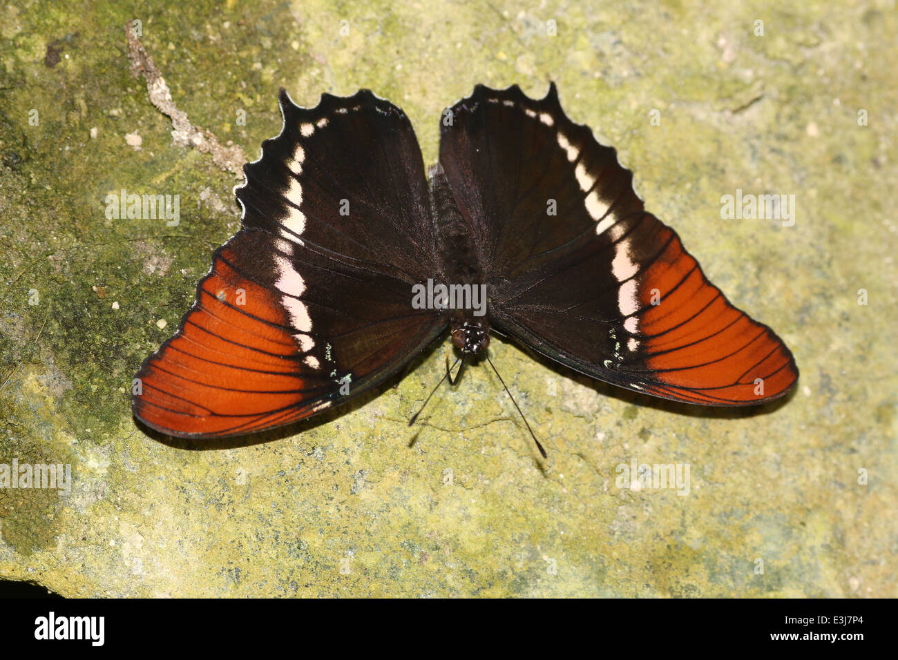 Close-up of a Rusty-tipped Page (Siproeta epaphus) a.k.a. Black and Tan Butterfly or Brown Siproeta, wings spread open Stock Photo
