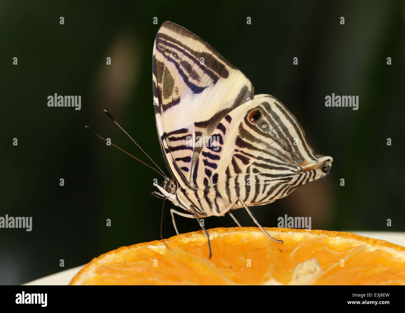 Zebra Mosaic Butterfly (Colobura dirce) ak.a. Dirce Beauty, feeding on fruit Stock Photo