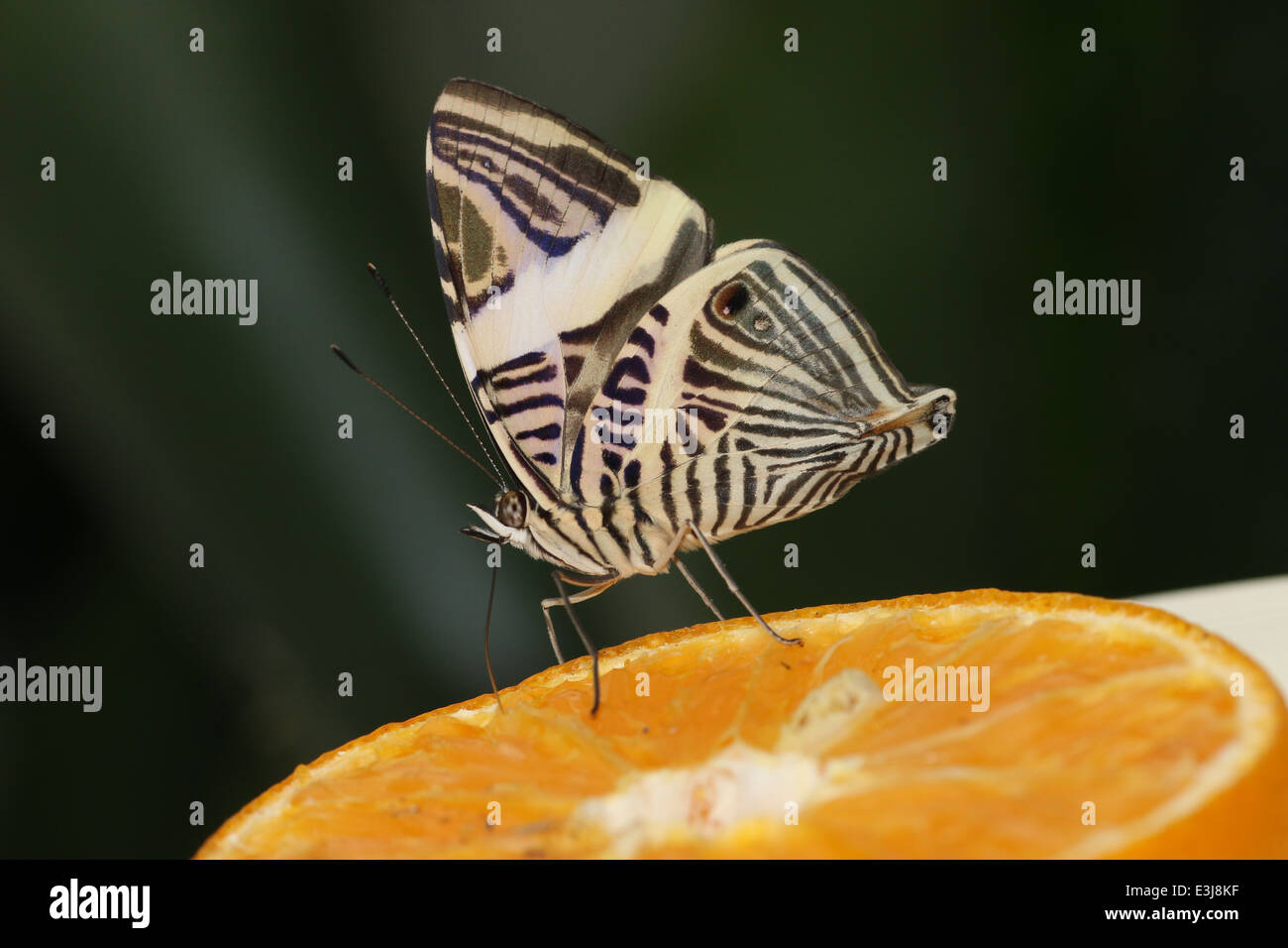 Zebra Mosaic Butterfly (Colobura dirce) ak.a. Dirce Beauty, feeding on fruit Stock Photo