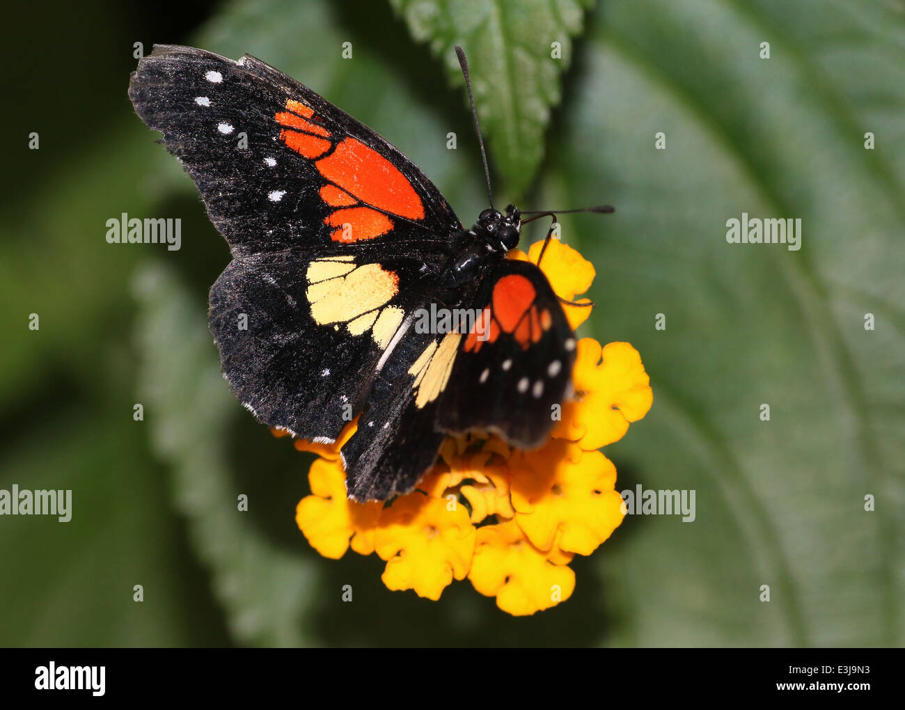 New World tropical Gaudy Checkerspot or Gaudy Patch butterfly (Chlosyne gaudialis) Stock Photo