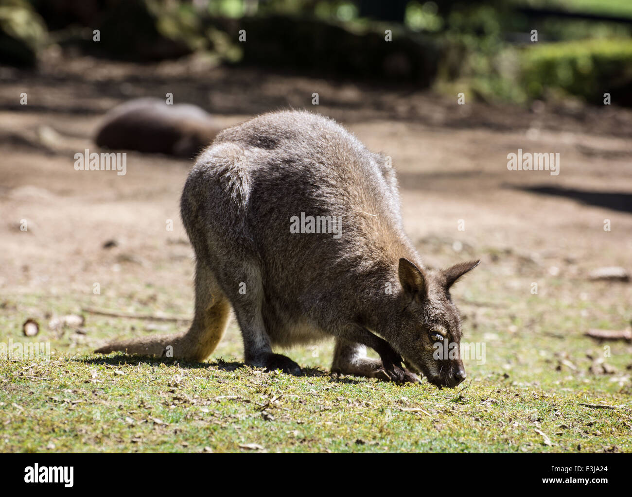 Red-necked wallaby (Macropus rufogriseus). Natural photo. Stock Photo