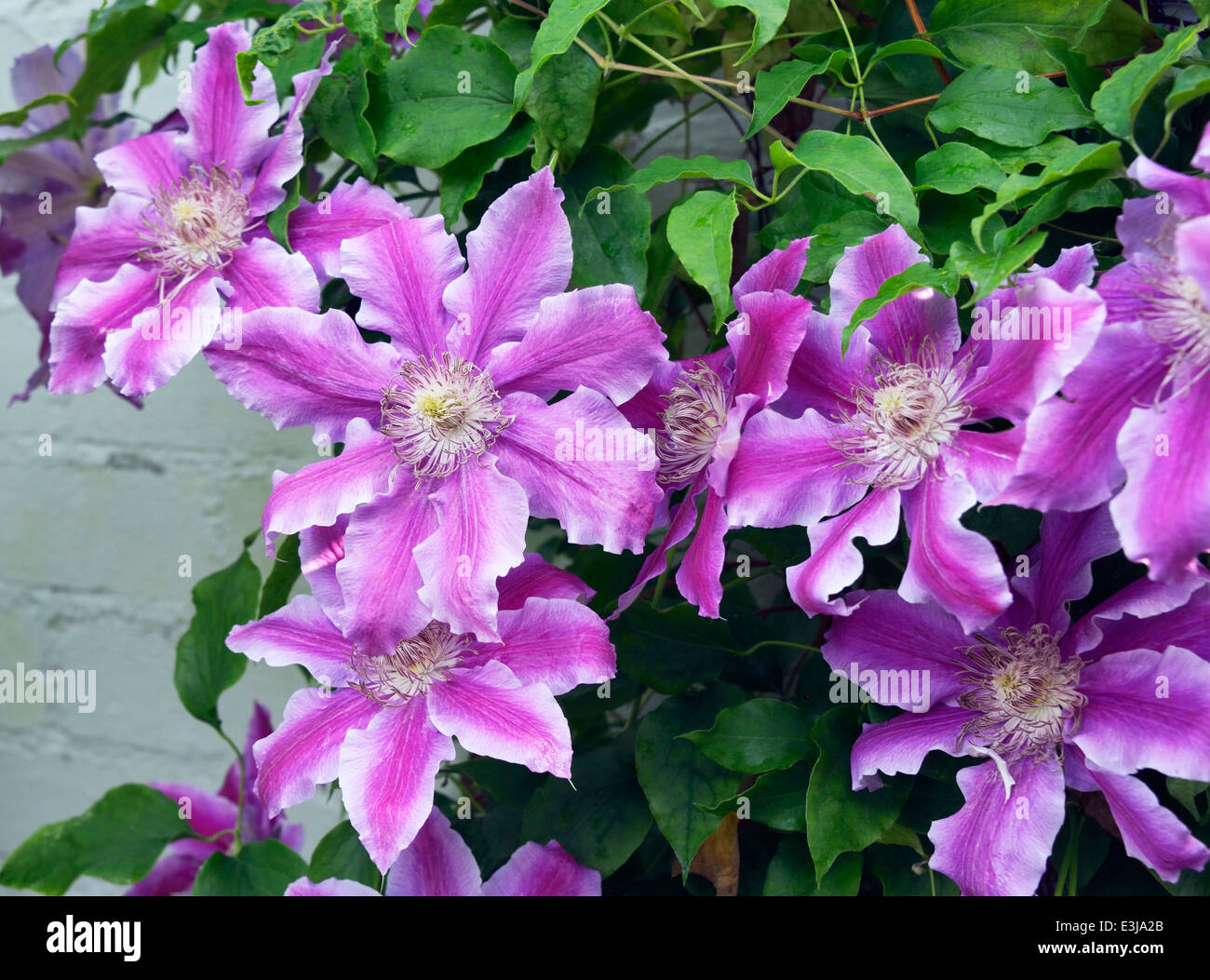 Clematis 'Doctor Ruppel' Stock Photo - Alamy