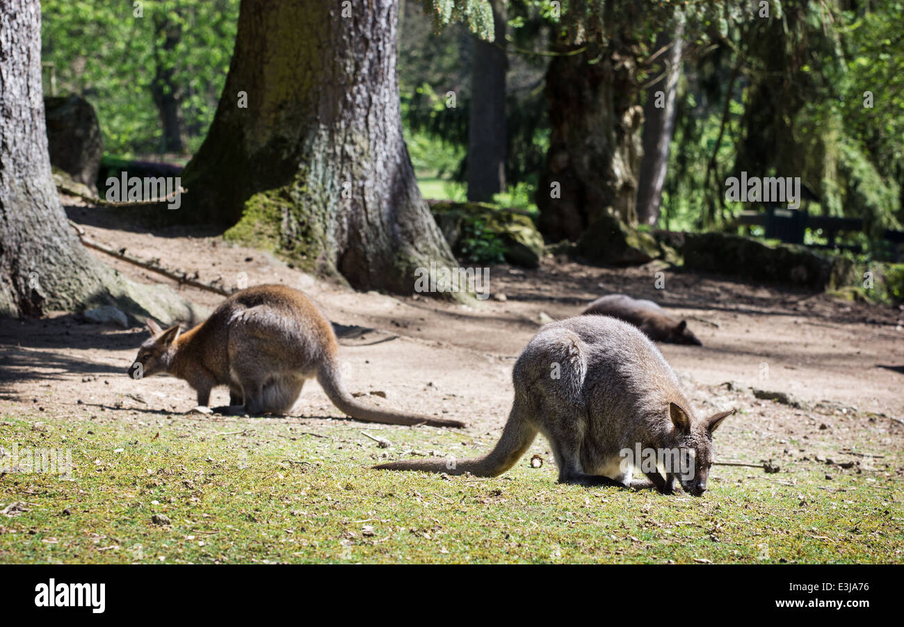 Group of Red-necked wallaby (Macropus rufogriseus). Stock Photo