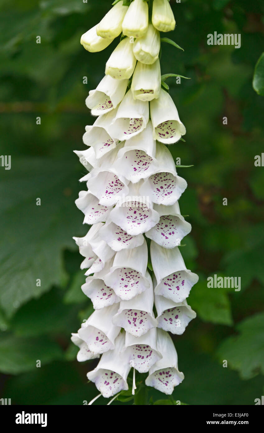 White common foxglove, Digitalis purpurea Stock Photo Alamy