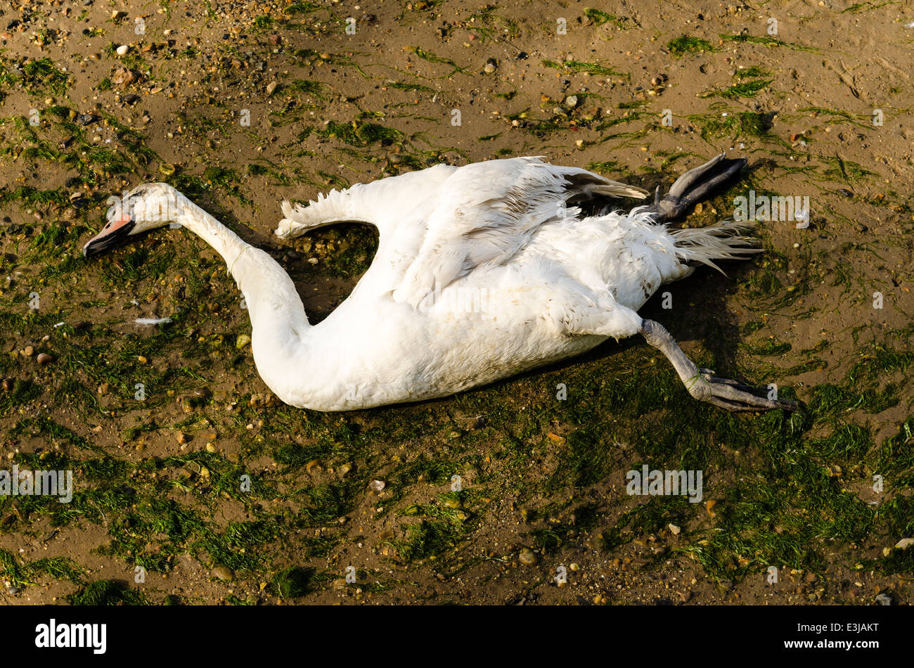 Dead swan Cygnus olor Stock Photo Alamy