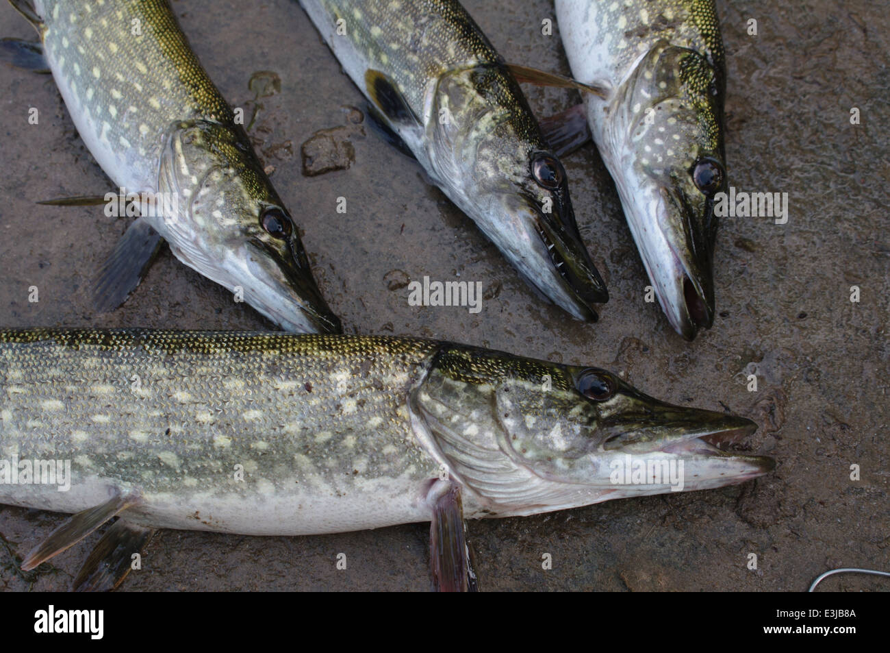 Pickerel fish hi-res stock photography and images - Alamy