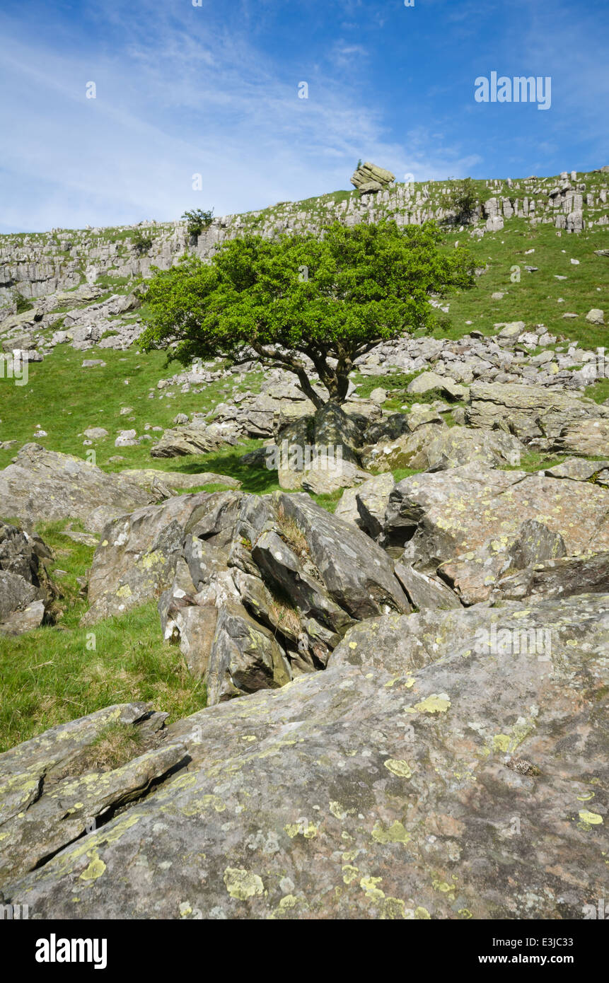 English hawthorn tree hi-res stock photography and images - Alamy