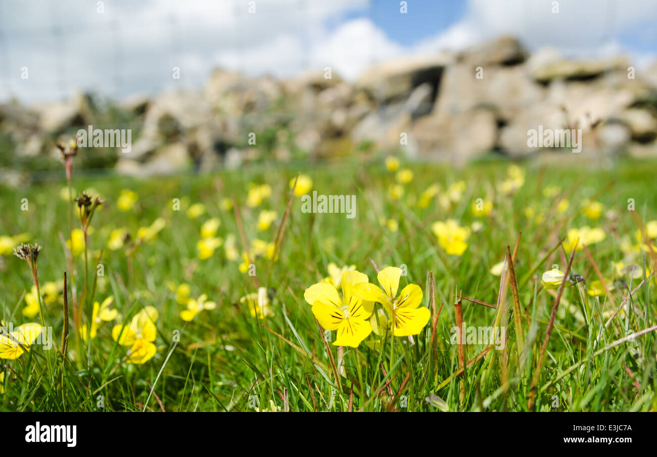 Mountain Pansy - viola lutea Stock Photo